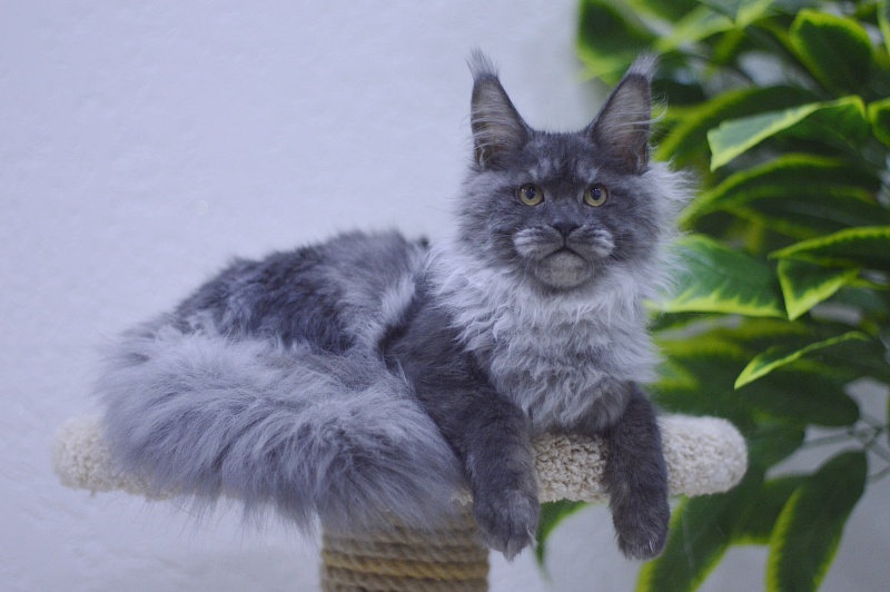 Natasha Akbars - Kitten maine-coon 5 months 1 week