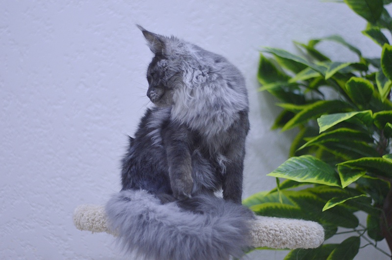 Natasha Akbars - Kitten maine-coon 5 months 1 week