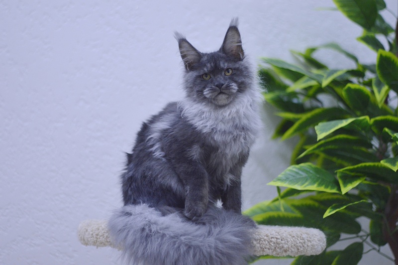 Natasha Akbars - Kitten maine-coon 5 months 1 week