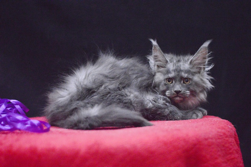 Natasha Akbars - Kitten maine-coon 2 months 3.5 weeks