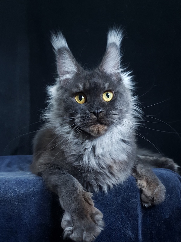 Natasha Akbars - Adult maine-coon 1 year 3 months
