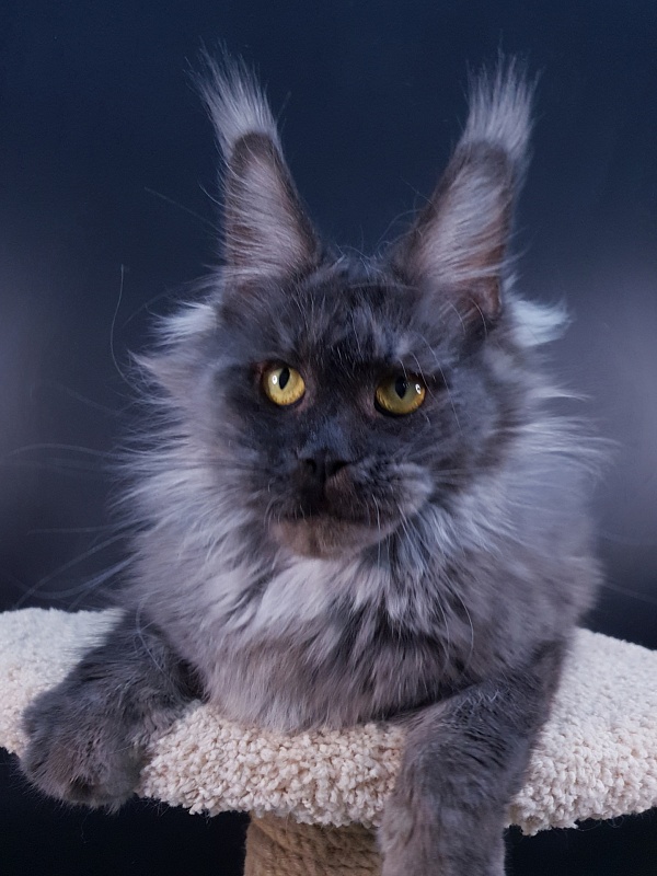 Natasha Akbars - Adult maine-coon 1 year 4 months 1.5 week