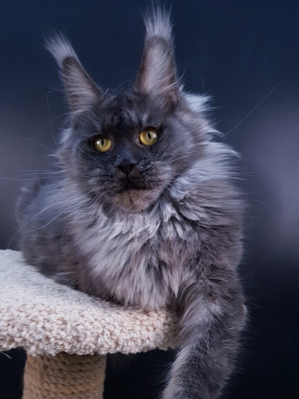 Natasha Akbars - Adult maine-coon 1 year 4 months 1.5 week
