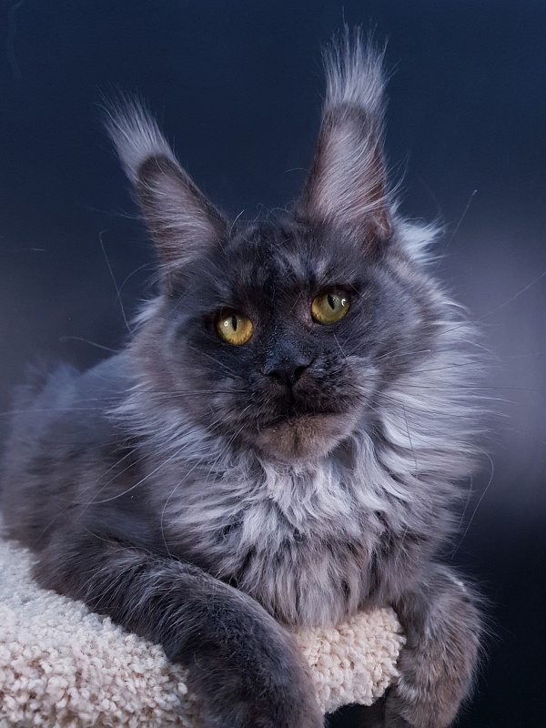 Natasha Akbars - Adult maine-coon 1 year 4 months 1.5 week