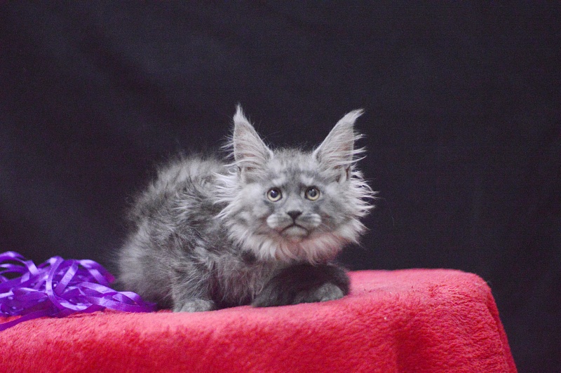 Natasha Akbars - Kitten maine-coon 2 months 3.5 weeks