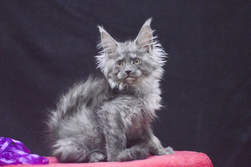 Natasha Akbars - Kitten maine-coon 2 months 3.5 weeks