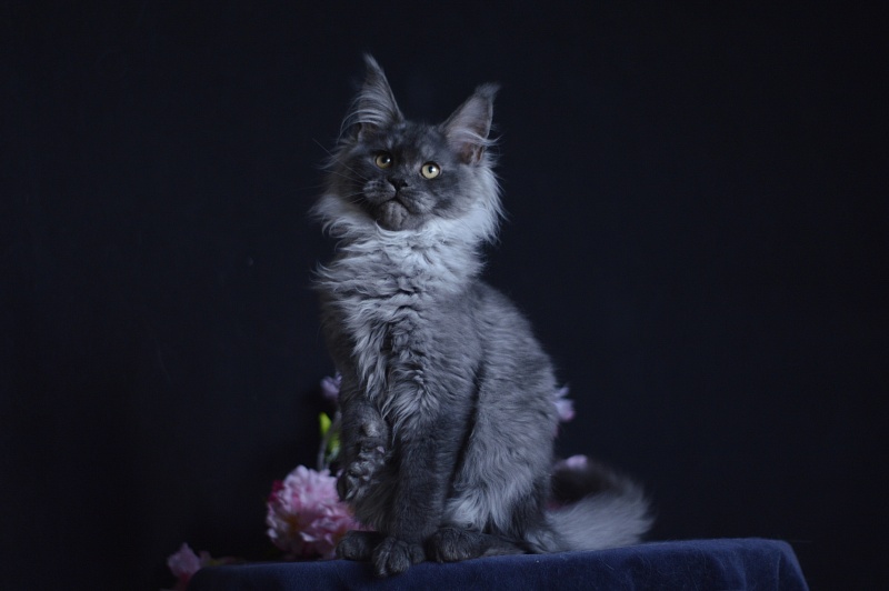 Natasha Akbars - Kitten maine-coon 4 months 1 week