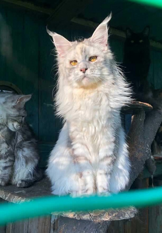 Harizma Silver Agualion - Взрослый мейн-кун 2 года 3 недели