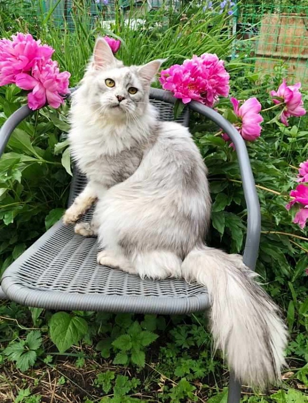 Harizma Silver Agualion - Взрослый мейн-кун 2 года 3 недели