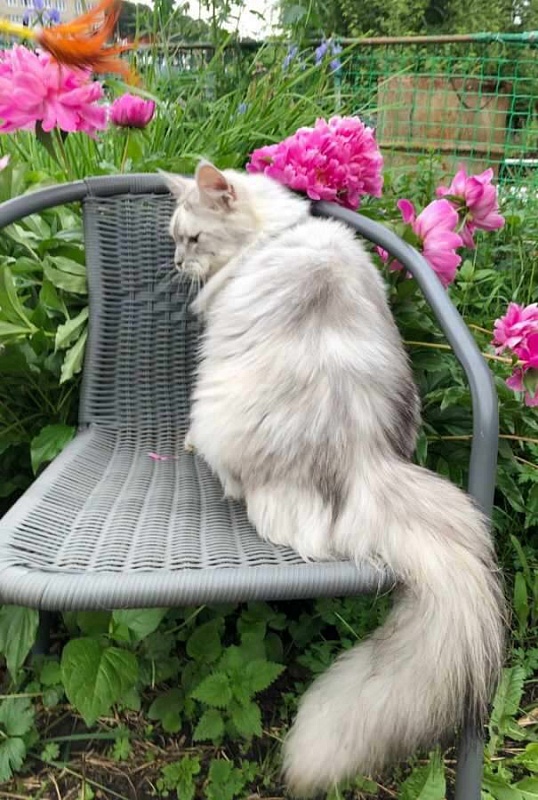 Harizma Silver Agualion - Взрослый мейн-кун 2 года 3 недели