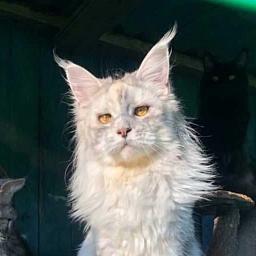 Harizma Silver Agualion