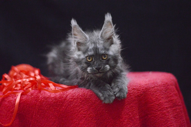 Nessie Akbars - Kitten maine-coon 2 months 3.5 weeks