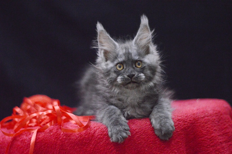 Nessie Akbars - Kitten maine-coon 2 months 3.5 weeks