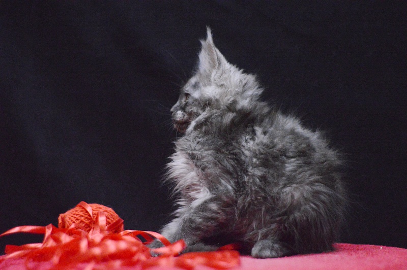 Nessie Akbars - Kitten maine-coon 2 months 3.5 weeks