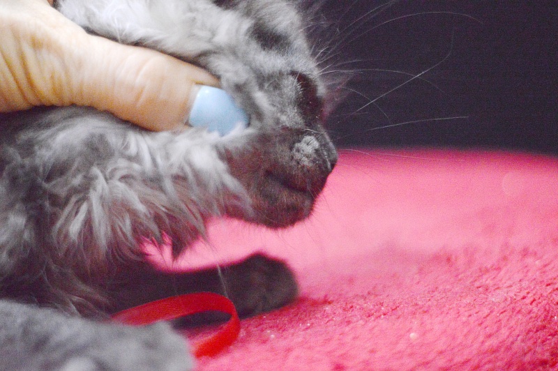 Nessie Akbars - Kitten maine-coon 2 months 3.5 weeks