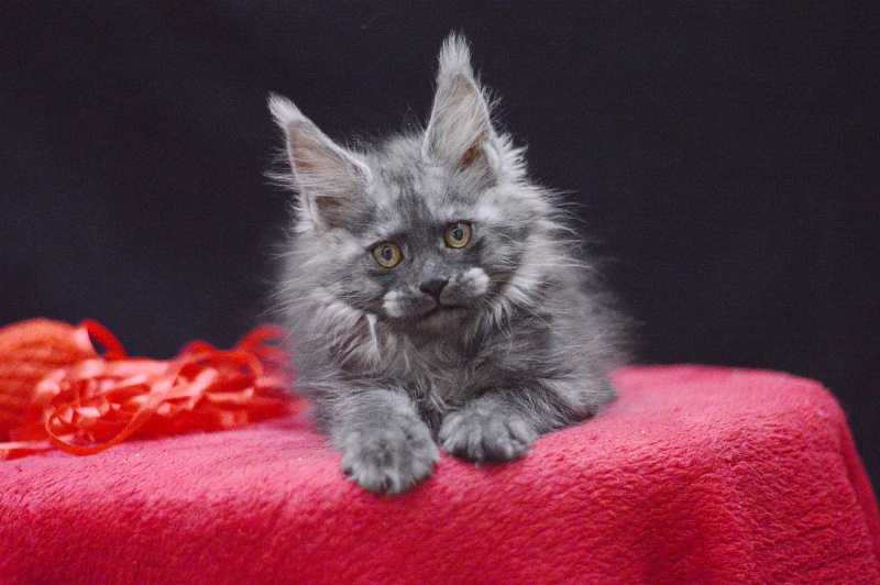 Nessie Akbars - Kitten maine-coon 2 months 3.5 weeks