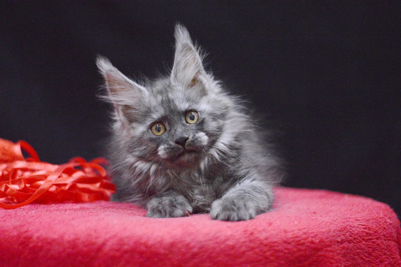 Nessie Akbars - Kitten maine-coon 2 months 3.5 weeks