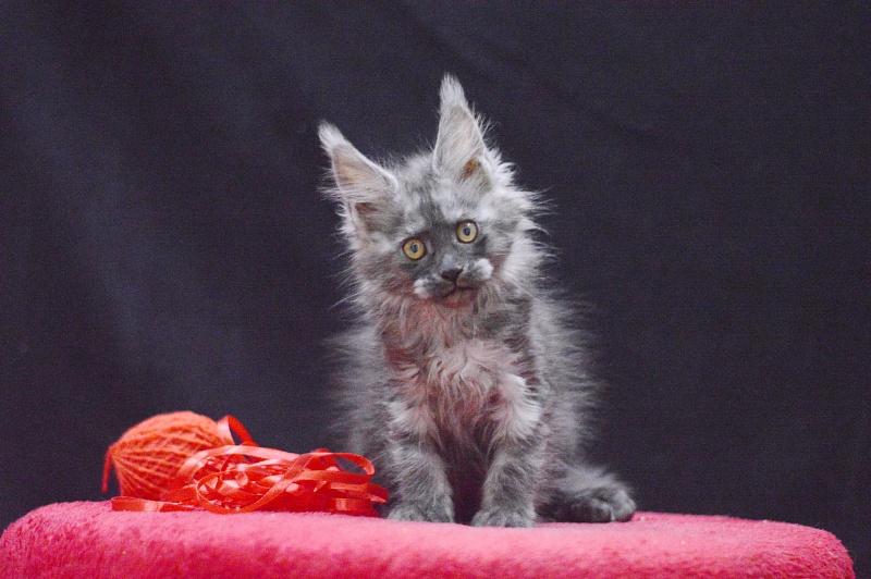 Nessie Akbars - Kitten maine-coon 2 months 3.5 weeks
