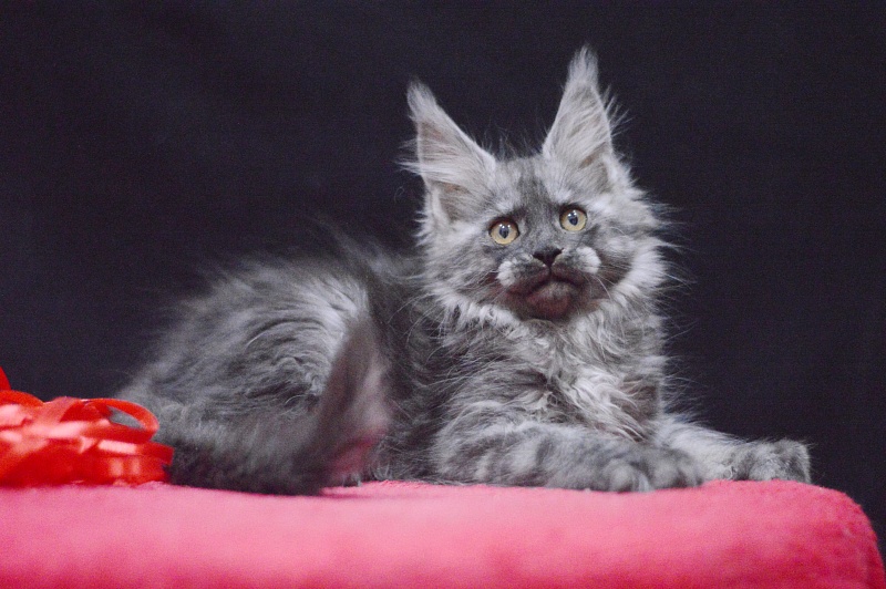 Nessie Akbars - Kitten maine-coon 2 months 3.5 weeks