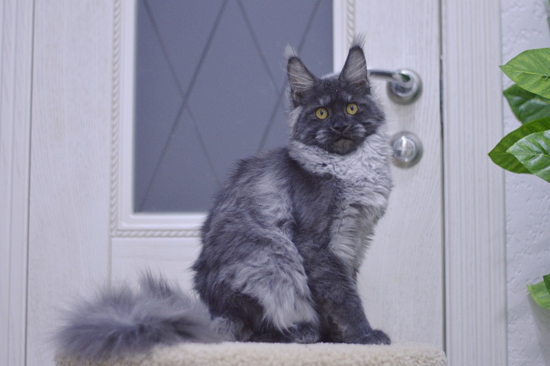 Nessie Akbars - Kitten maine-coon 5 months 1 week