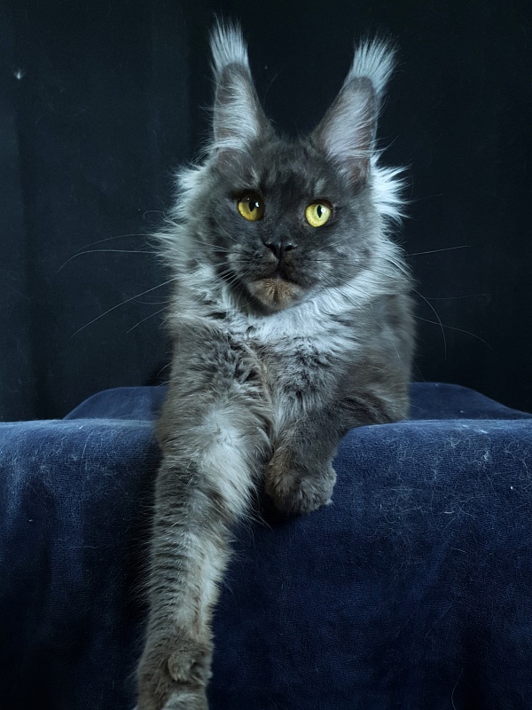 Nessie Akbars - Adult maine-coon 1 year 2 months 4 weeks