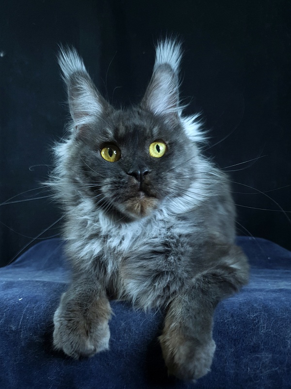 Nessie Akbars - Adult maine-coon 1 year 2 months 4 weeks