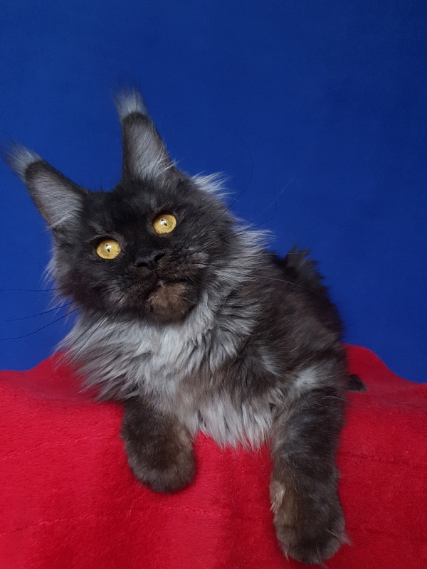 Nessie Akbars - Adult maine-coon 1 year 4 months 0.5 weeks