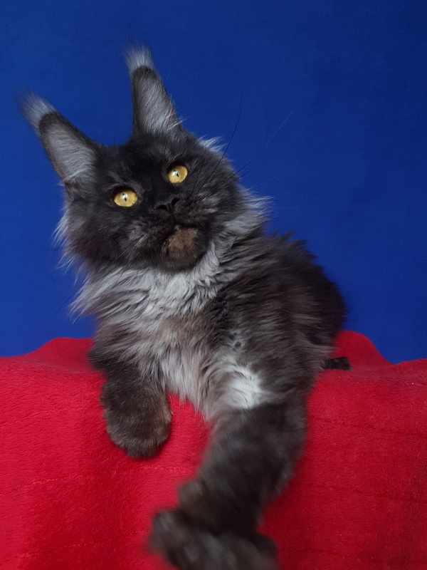 Nessie Akbars - Adult maine-coon 1 year 4 months 0.5 weeks