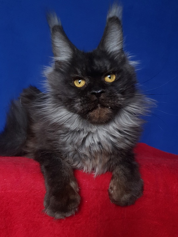 Nessie Akbars - Adult maine-coon 1 year 4 months 0.5 weeks