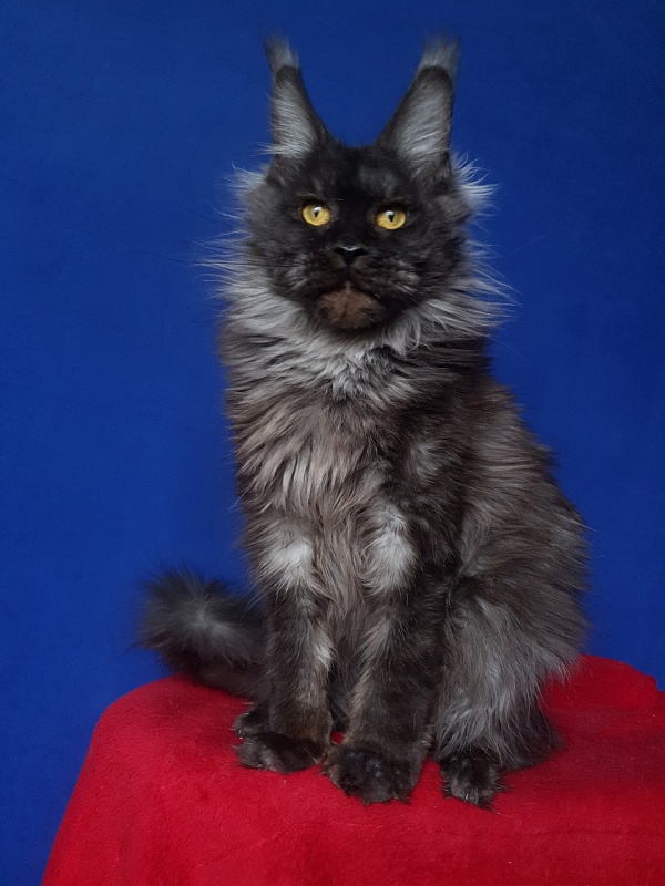 Nessie Akbars - Adult maine-coon 1 year 4 months 0.5 weeks