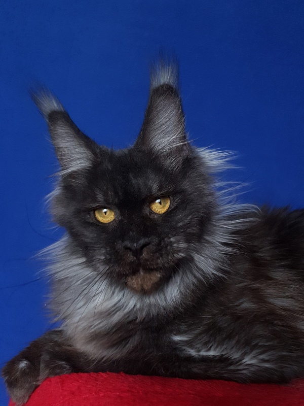 Nessie Akbars - Adult maine-coon 1 year 4 months 0.5 weeks