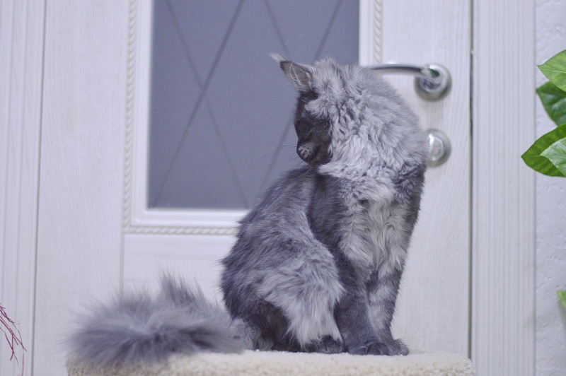 Nessie Akbars - Kitten maine-coon 5 months 1 week