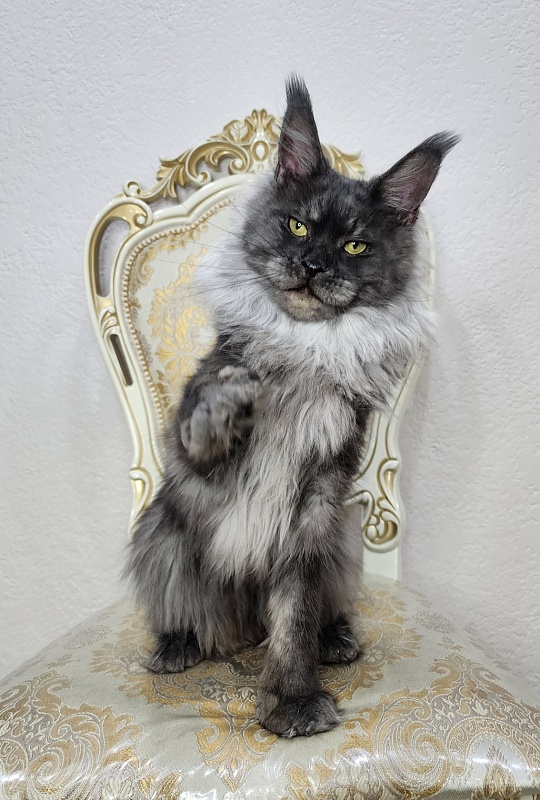 Nessie Akbars - Adult maine-coon 2 years 3 months 0.5 weeks