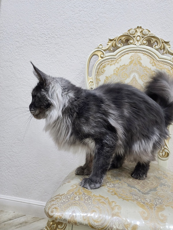 Nessie Akbars - Adult maine-coon 2 years 3 months 0.5 weeks