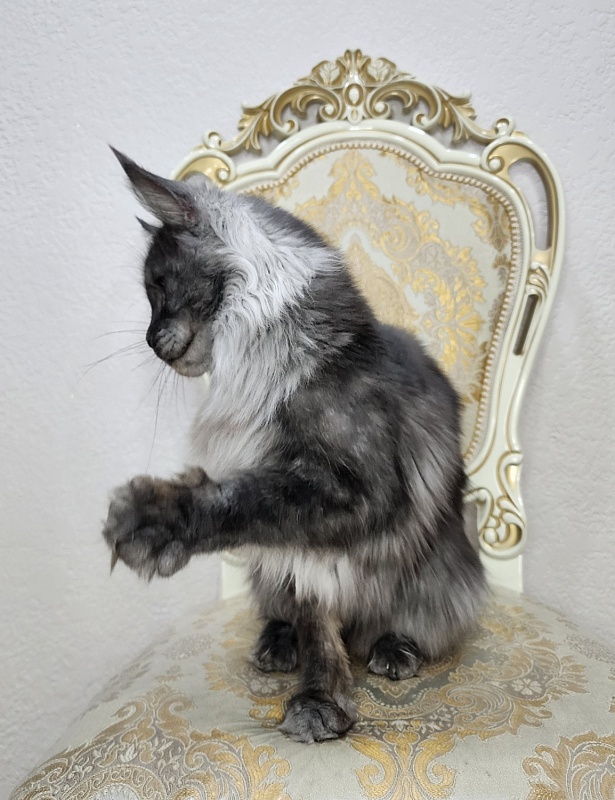 Nessie Akbars - Adult maine-coon 2 years 3 months 0.5 weeks