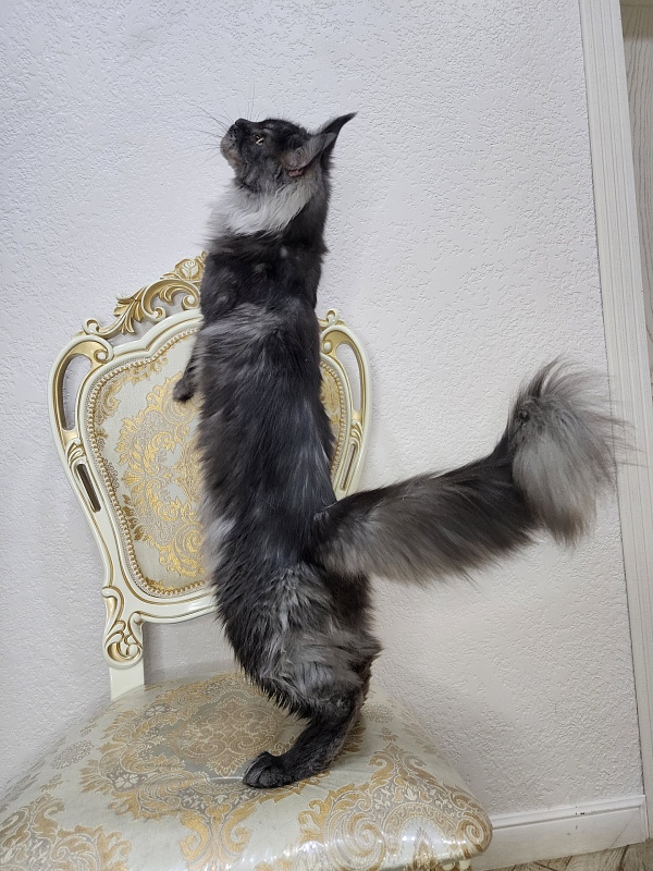 Nessie Akbars - Adult maine-coon 2 years 3 months 0.5 weeks