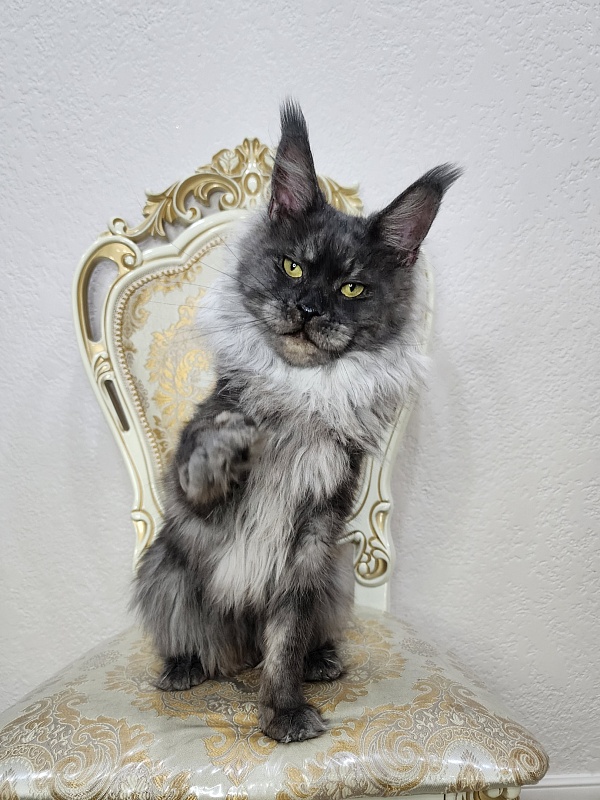 Nessie Akbars - Adult maine-coon 2 years 3 months 0.5 weeks