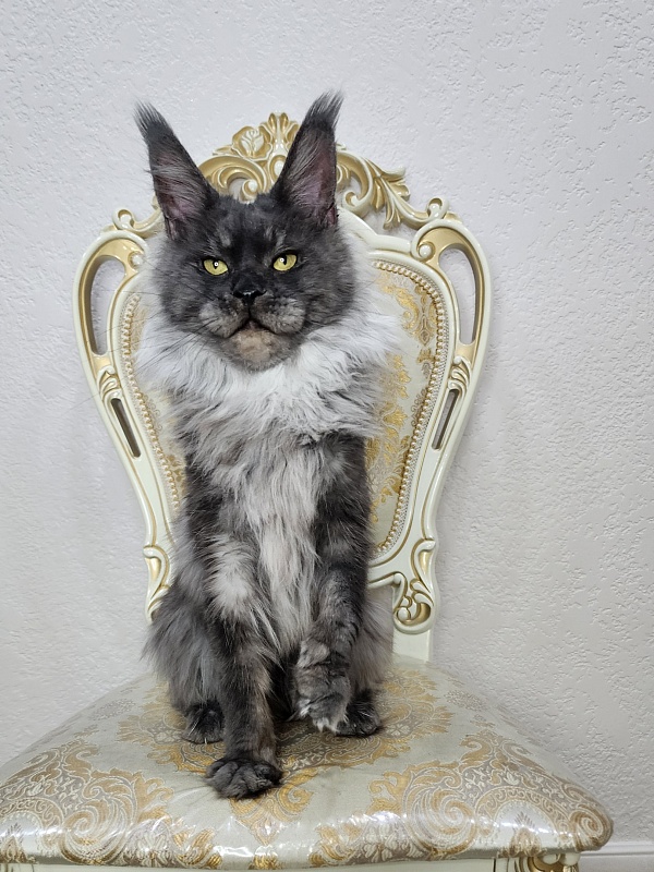 Nessie Akbars - Adult maine-coon 2 years 3 months 0.5 weeks