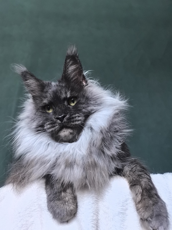 Nessie Akbars - Adult maine-coon 4.5 years
