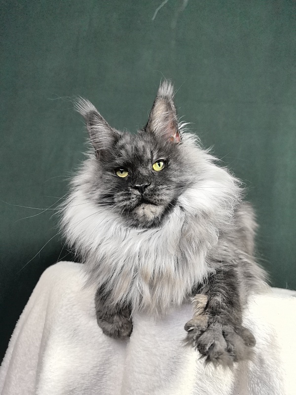 Nessie Akbars - Adult maine-coon 4.5 years