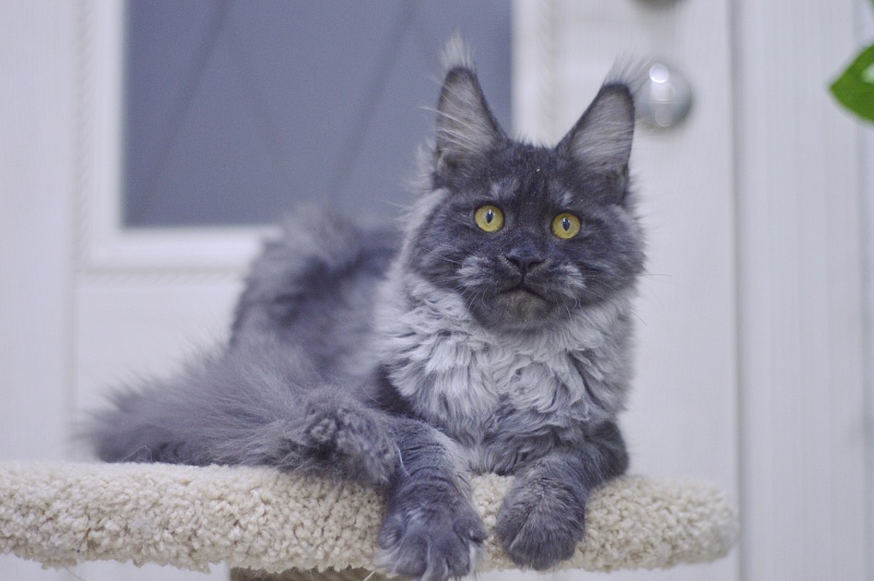 Nessie Akbars - Kitten maine-coon 5 months 1 week