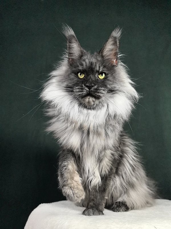 Nessie Akbars - Adult maine-coon 4.5 years