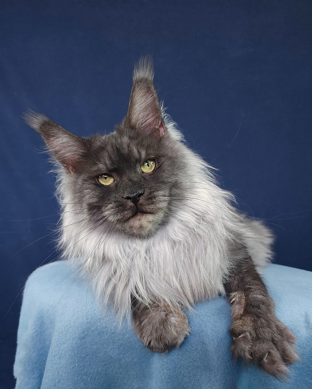 Nessie Akbars - Adult maine-coon 2.5 years 3.5 weeks
