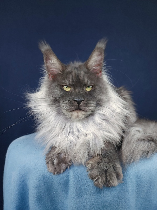 Nessie Akbars - Adult maine-coon 2.5 years 3.5 weeks