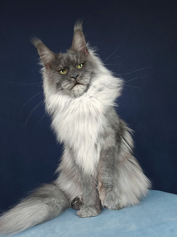 Nessie Akbars - Adult maine-coon 2.5 years 3.5 weeks