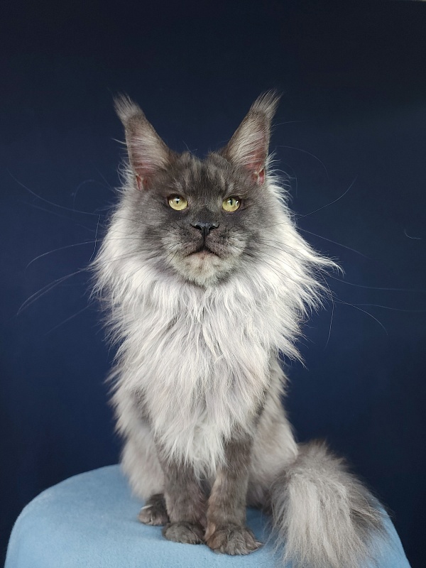 Nessie Akbars - Adult maine-coon 2.5 years 3.5 weeks
