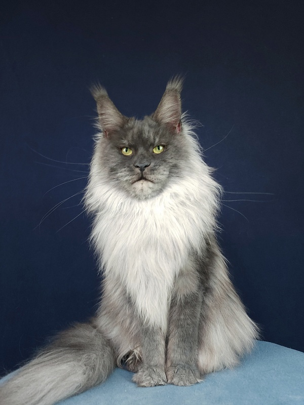 Nessie Akbars - Adult maine-coon 2.5 years 3.5 weeks