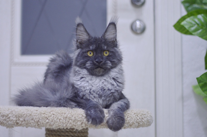 Nessie Akbars - Kitten maine-coon 5 months 1 week