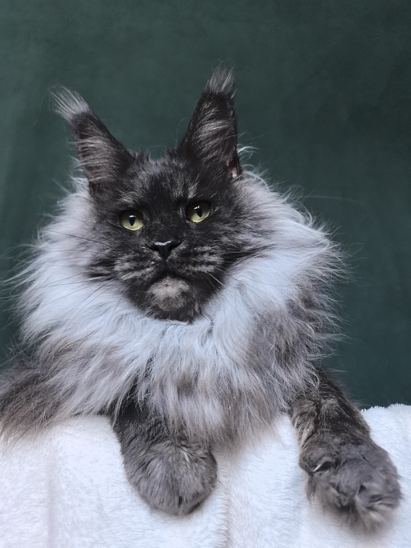 Nessie Akbars - Adult maine-coon 4.5 years