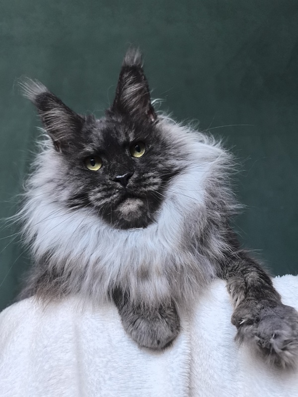 Nessie Akbars - Adult maine-coon 4.5 years